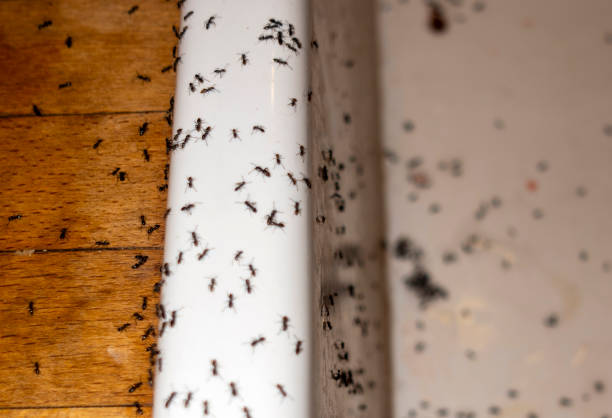 Best Residential Pest Control  in Ashtabula, OH