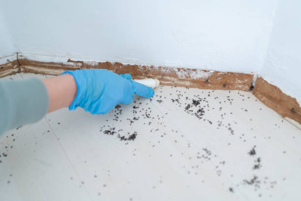 Best Affordable Pest Control Services  in Ashtabula, OH